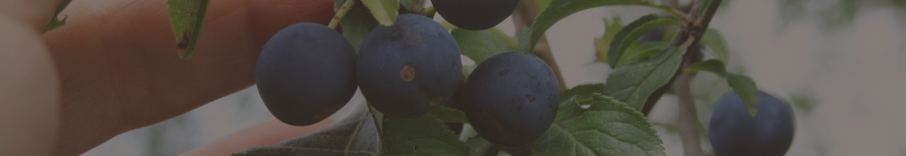 Rosacées fruitières